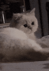 Cat Crying Cat GIF