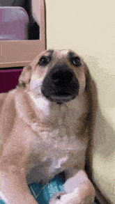 a dog laying on a blue blanket with a purple dresser in the background