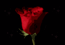 τριανταφυλλο Flower GIF - τριανταφυλλο Flower Rose GIFs