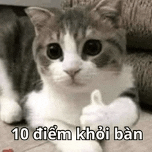 a cat is giving a thumbs up with a condom in its paw .