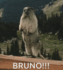a ground squirrel standing on its hind legs with the words bruno on the bottom