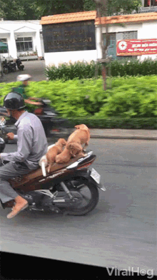 Dogs Riding Motorcycle Squad GIF - Dogs Riding Motorcycle Squad Going For A Ride GIFs