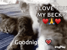 cats hug goodnight heart love