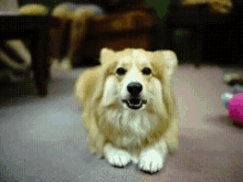 Dog Posing GIF - Dog Posing Corgiaday GIFs