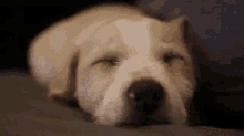 Dog Sleeping GIF