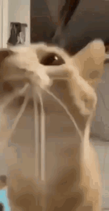 a close up of a cat 's face with a straw sticking out of it 's mouth .