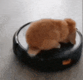 a cat is laying on top of a vacuum cleaner .