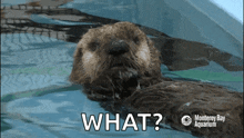 sea otter disbelief confused