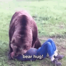Bear Hugs! GIF - Bearhugs Hugs Cute GIFs