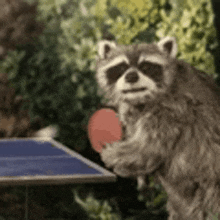 a raccoon is holding a ping pong ball on a ping pong table .
