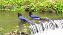 Taiwan Blue Magpie Urocissa Caeruela Urocissa Caerulea GIF - Taiwan Blue Magpie Urocissa Caeruela Taiwan Blue Magpie Urocissa Caerulea GIFs