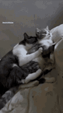 Cat Mating GIFs | Tenor