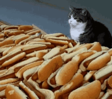 Cat And Hot Dogs GIF
