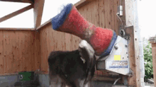 Itchy GIF - Cowcow Cows Itch GIFs