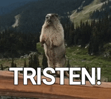 a marmot standing on its hind legs with the words tristen written below it