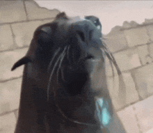 a close up of a seal 's face with a brick wall behind it