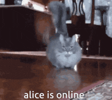 a cat is standing on a wooden floor with the words " alice is online " written below it