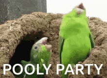 Pooly Party GIF - Pooly Party Birb GIFs
