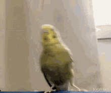 Bird Cute GIF - Bird Cute Poke GIFs