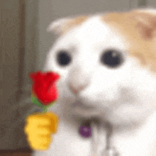a white cat with a red rose in its mouth .