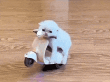 a small white dog is riding a stuffed animal on a scooter .