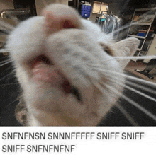 Cat Sniff GIF - Cat Sniff Cat Meme GIFs
