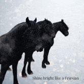 Friesian Horses GIF - Friesian Horses Ukff GIFs
