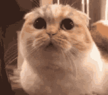Cat Worried Wobble GIF - Cat Worried Wobble GIFs