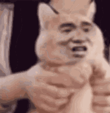 Cat Straight Face GIF - Cat Straight Face Funny Cat GIFs