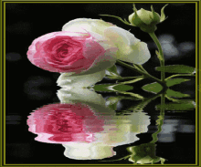 Trandafir GIF - Trandafir GIFs