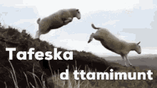 Tafeska Lɛid GIF