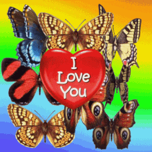 i love you love u luv u love heart butterfly love