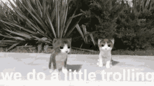 Trolling Cat GIF - Trolling Cat Cat Dance GIFs