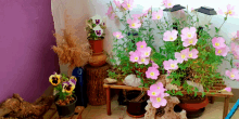 Andrej Garden GIF - Andrej Garden GIFs