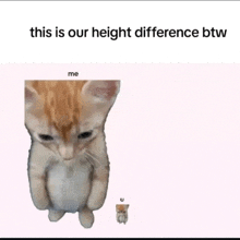 a picture of a cat next to a picture of a smaller cat with the caption " this is our height difference btw "