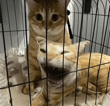 two cats in a cage one of which has its mouth open