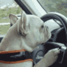 If Frenchness Was A Dog On Duty GIF - If Frenchness Was A Dog On Duty GIFs