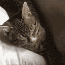 Dajm Korven Cat GIF - Dajm Korven Cat Sleepy Cat GIFs