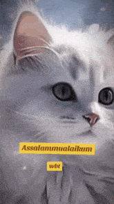 a painting of a white cat with the words assalamualaikum wbt on the bottom