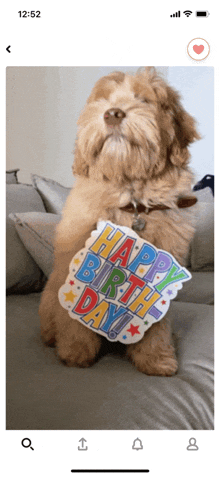 funny happy birthday dog meme