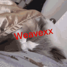Cat Weavex GIF - Cat Weavex Weave GIFs