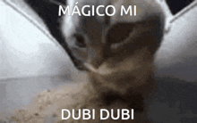 Chipi Chipi Chapa Chapa Magico Mi Dubi Dubi GIF - Chipi Chipi Chapa Chapa Magico Mi Dubi Dubi Cat GIFs