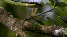 The Snake Descending GIF - Snake Reptile Descending GIFs