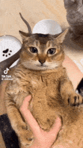 Tole Tole Cat GIF - Tole Tole Cat First Thoughts GIFs