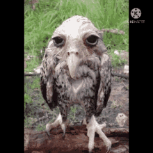 Sad Owl Owl GIF