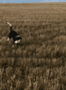 a black and white dog is standing in the middle of a field .