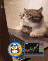 Cat Meme Crypto Cat GIF - Cat Meme Crypto Cat Hectic Turkey GIFs