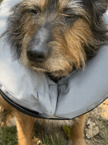 Bandit Dog GIF - Bandit Dog Cone Of Shame GIFs