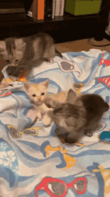 a group of kittens playing on a blanket with sunglasses on it
