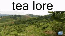 Tea Lore GIF